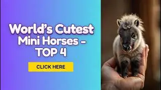 World&rsquo;s Cutest Mini Horses &ndash; TOP 4