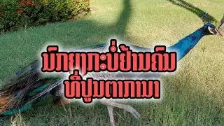 Voice of the Lao People TV   est en direct!