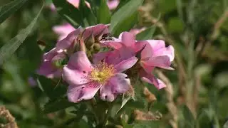 Great River Energy Adds Pollinator Habitat to Maple Grove Headquarters