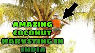 AMAZING HARVESTING COCONUT IN OUR VILLAGE | INDIAN COCO CLIMBER