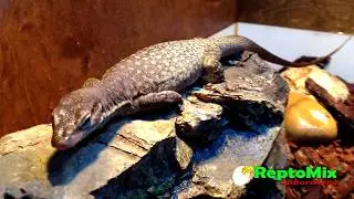 Varanus tristis tristis сезон 2018