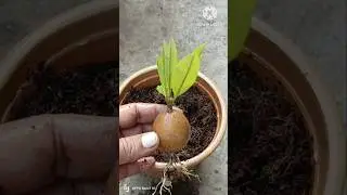 I Grew a Sapota Tree From Fruit #shorts #plants #trending