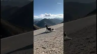 Shocking Cat Sighting on a Swiss Mountain Road!