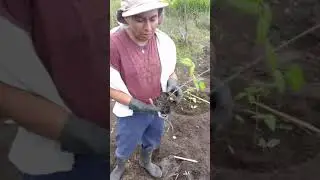 Como hacer un huerto de mora (Rubus glaucus)