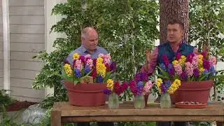 Roberta's 20-Piece Hyacinth Spring Festival on QVC