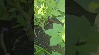 PNW Zone 8B Summer Garden Tour