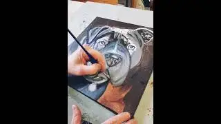 Blue Pitbull oil painting work in progress