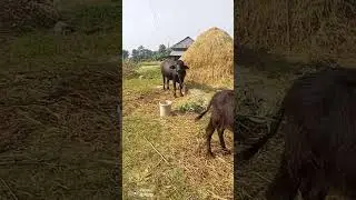 निजगढ नगरपालिका वडा नम्बर १० मा भोगटे खाँदै