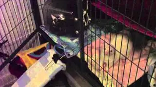 Ferret Escaping!