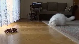 Snowflake the Cat Reacts to RC Robot Spider