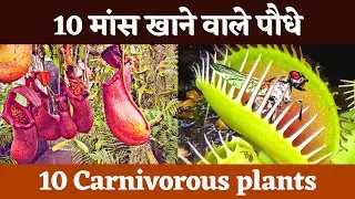 10 कीटभक्षी पौधे, मांसाहारी पौधे, Top 10 Carnivorous plants
