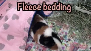 Fleece Bedding - Pros - Cons - Reality - Guinea pig