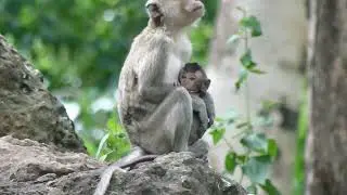 Wow Amazing Family Monkey Happy And Peace