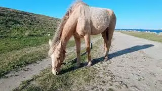 The miracle horse 🐎 is nibbling grass / Чудо лошадка 🐴 щиплет травку + #horse #лошадки #моялошадь
