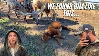 Срочный визит к ветеринару!!! 🚨