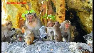 Monkey On Mountain In Group Heidi, But Don't See Heidi