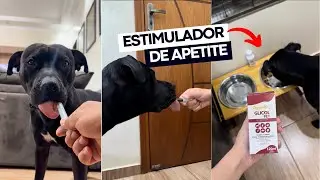 WILL EST&Aacute; SEM APETITE! N&atilde;o quer comer ❌ Glicol Pet Organnact