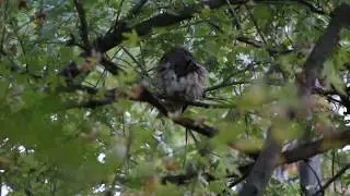 Male Great Horned Owl Grooming & Double-Wing Stretch, 10-29-2017