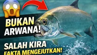 Fakta Mengejutkan Ikan Tarpon‼️