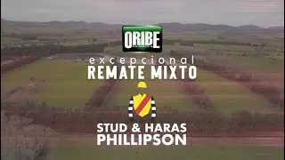 Haras Phillipson 03/07/25 - Yeguas Madre y Ejemplares Training