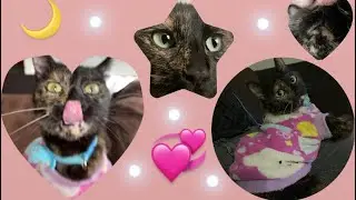 Les muestro como es que baño a mi Gathija!😍💖
