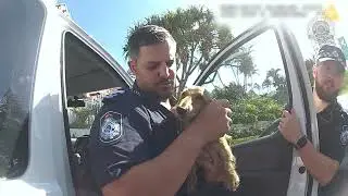 Police Rescue Sausage Dog From Hot Car in Queensland