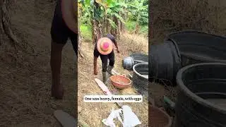 How We Lost 2 Big African Knife Fish &mdash; But Gained a Breakthrough!
