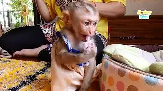 Sweet little monkey Jessi happy play around mommy