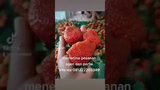 #stroberi #short #wisataciwidey #strobericiwidey #buahbuahan #petiksendiri #panenstroberi