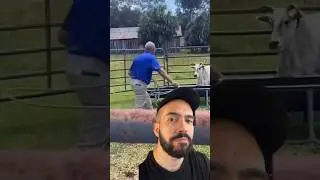 Нападение быка заснято на камеру🐂 #короткоевидео #короткометражныевидео