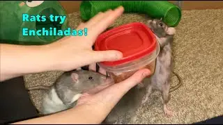 My Rats Try Spanish Rice & Enchiladas!