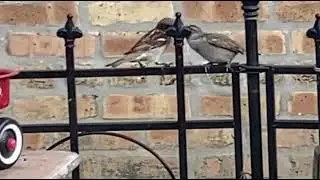 Hello my little chicadee