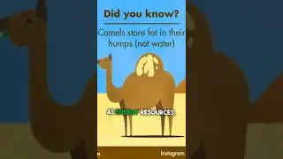 how amazing Allah created camel || ALLAH ahkbarr