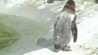 Dangerous animals from Denmark: The Penguin