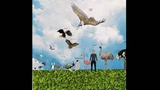 bird size comparison largest birds (Old version see new one)