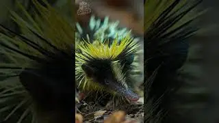 Striped tenrec is funny #shorts