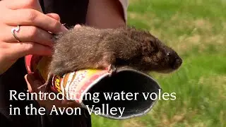 Reintroducing water voles in the Avon Valley