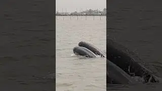Dolphin | Satapada dolphin point #shorts #youtubeshorts #dolphin