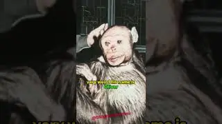 Oliver the Humanzee: The Human-Like Ape with Strange Features - Joe Rogan