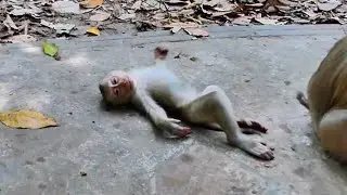 Reaction Jacee when stay around Her Mom Joyce in wild !
