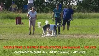 Saluki Male, 2nd RUN, runs + points + final places. European Lure Coursing Championship 2019.