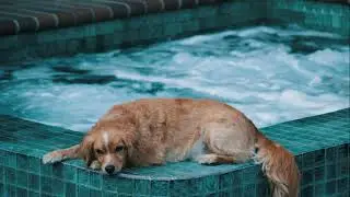 DEEP SLEEP, RELAXATION, STUDY TIME | HOT TUB SOUNDS WITH DOG IMAGE FOR THAT PERFECT AMBIANCE
