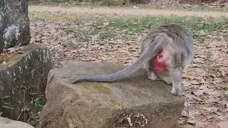 Pregnant Monkeys 