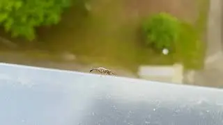 SnakeFly Raphidioptera (Dlouho&scaron;&iacute;jka)