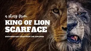 Scarface- The King of Lions | Short Documentary of The Most Popular Lion