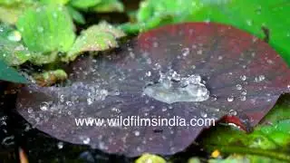 Ultrahydrophobicity self-cleaning property demo: Water drizzle on waxy Nelumbo Lotus leaves