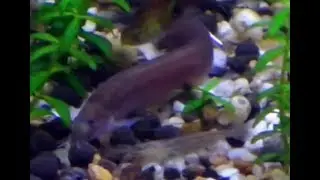 Black kuhlii Loach - Pangio kuhlii myersi