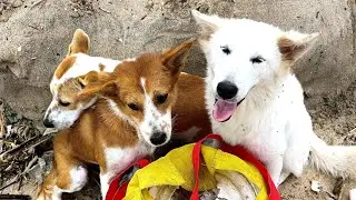 Daily routine of feeding stray dogs on the beach 86 | StreetDogsCH