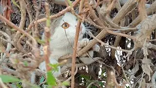 #cat, OMG Hope Got Out And Climbed The Tree. I've Been Looking For Him For A Long Time #pet