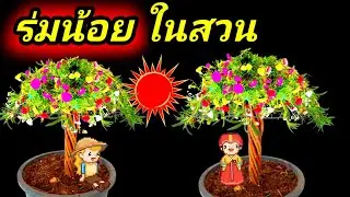 วิธีทำบอนไซแพรเซี่ยงไฮ้ แบบร่มกันแดดกันฝน จัดสวนหน้าบ้าน